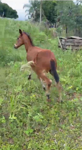 A ESCOLHER - Imagem 2